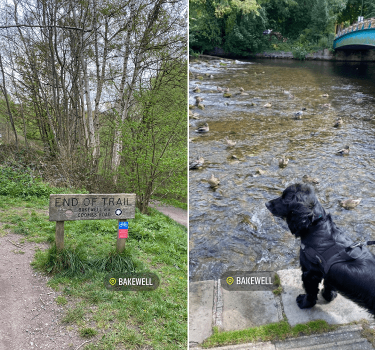 A sign marks the departure from the Monsal Trail to Bakewell, where a dog enjoys watching the ducks by the river.