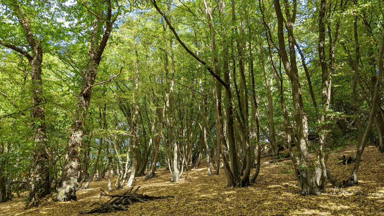 In a mature woodland, coppiced trees sprout as multiple thinner stems from a joint trunk.