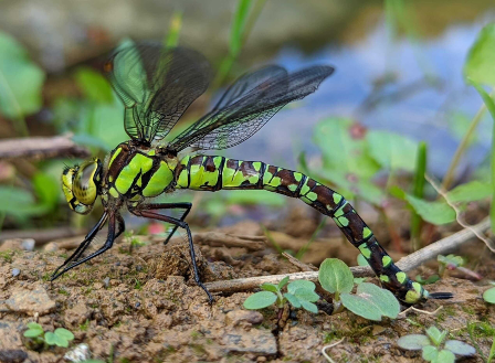 A dragonfly sits on the earth beside the pond.