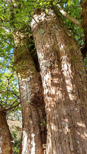 A shot up the trunk of an established hawthorn, showing the scaley bark.