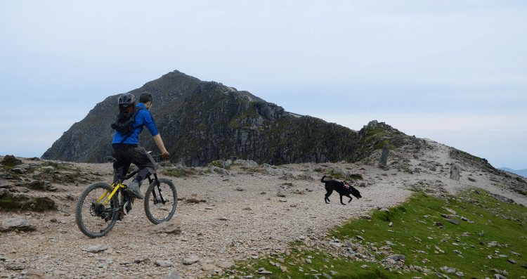 A cyclist rides the final stretch toward the summit of Snowdon, pursued by dog.