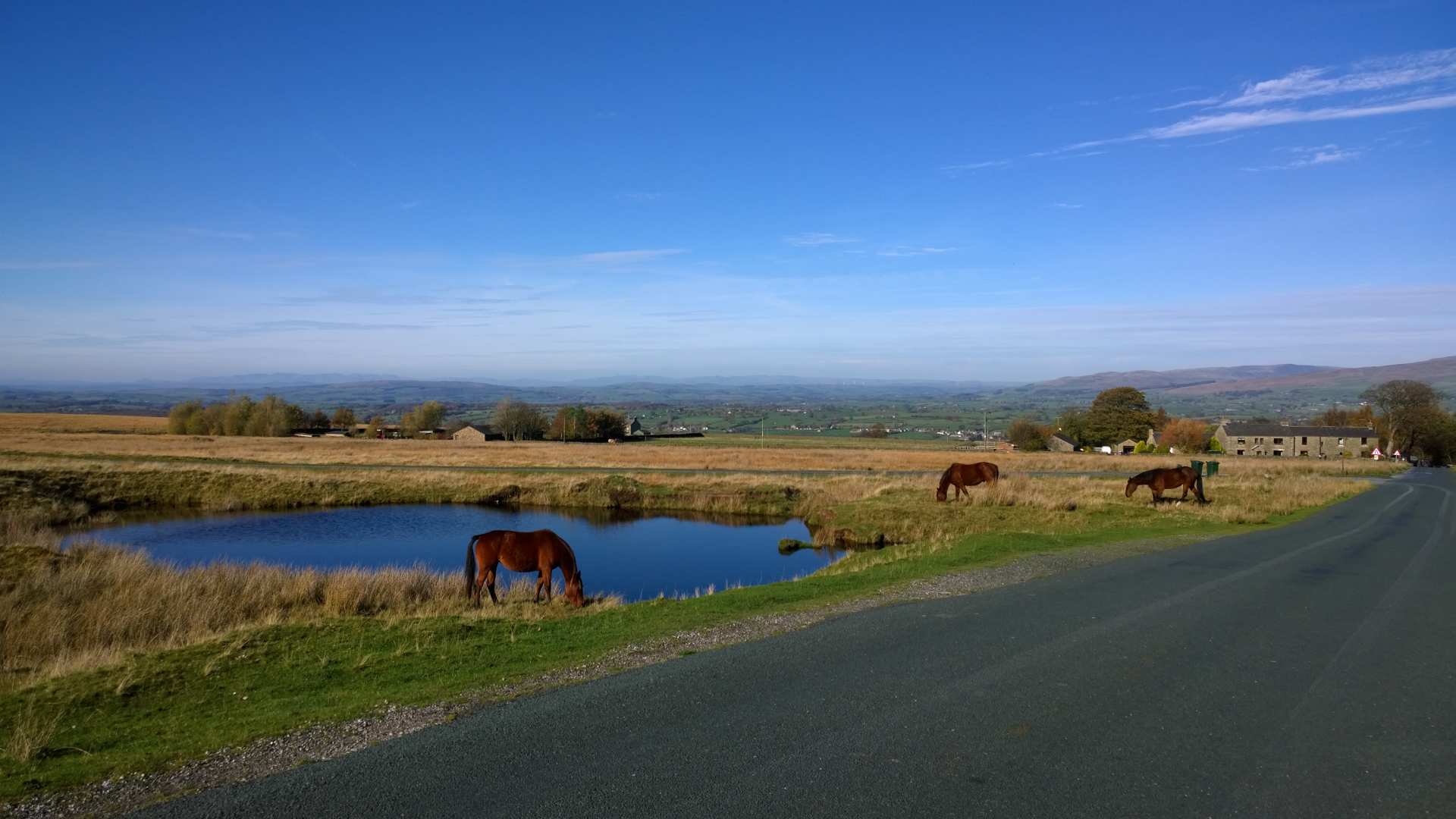 Horses meander across the road near Fourstones. - Horses meander across the road near Fourstones.